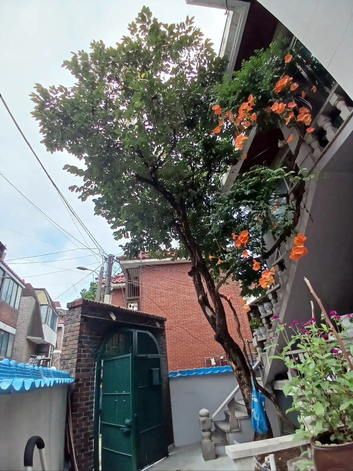 광주 감나무 가지치기 및 수형 정리 작업 현장