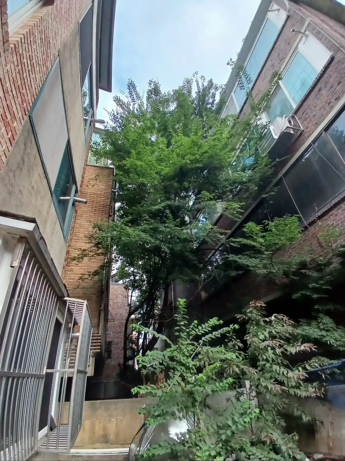 안산 마당 나무자르기 및 주변 잡초 정리 작업 현장